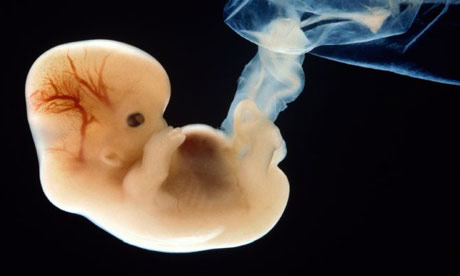 Parroquias y colegios recogen firmas para defender al embrión humano en Europa Bajo la iniciativa europea 'One of us' (Uno de nosotros)